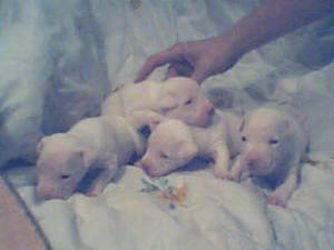 allwhitepuppies.jpg